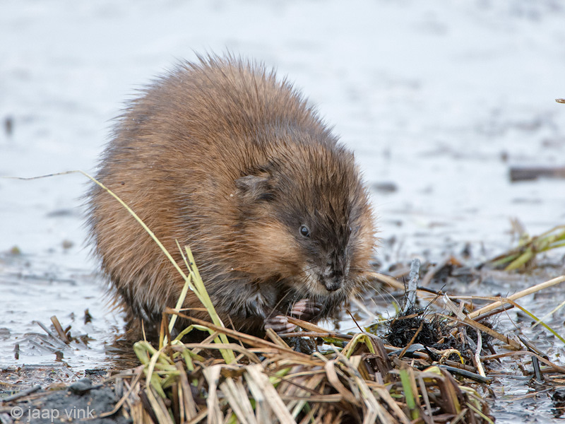 Muskrat - Muskusrat - Ondatra zibethicus