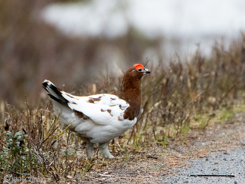 Williow Grouse - Moerassneeuwhoen - Lagopus lagopus