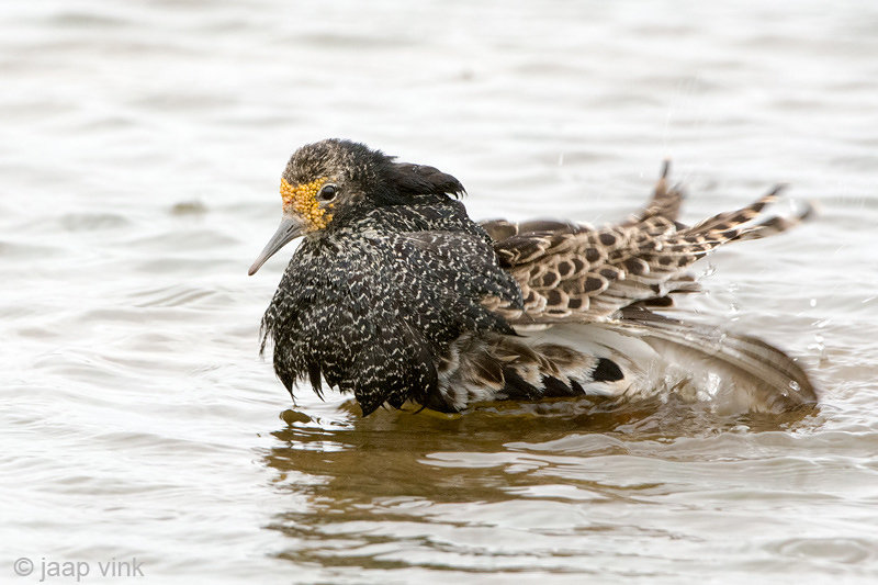 Ruff - Kemphaan - Philomachus pugnax
