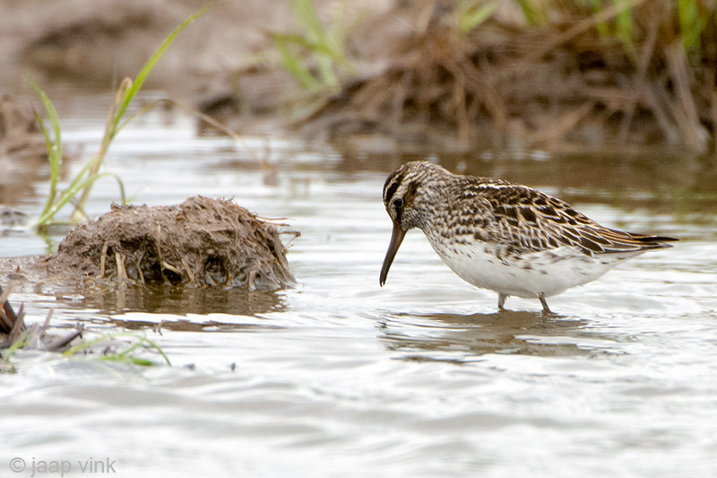 Broad-billed Sandpiper - Breedbekstrandloper - Limicola falcinellus