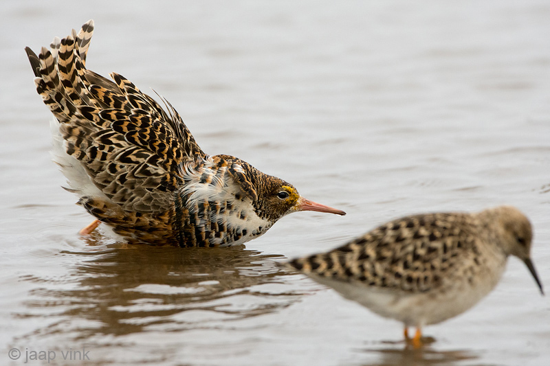 Ruff - Kemphaan - Philomachus pugnax