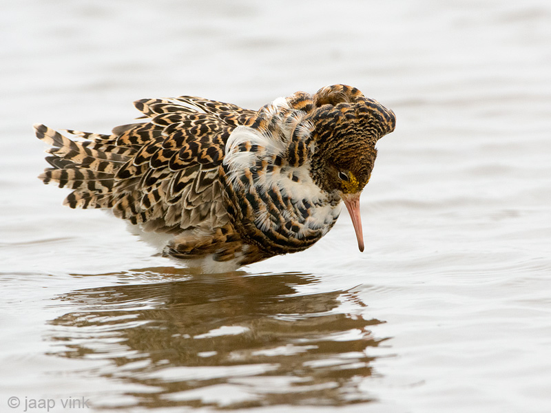 Ruff - Kemphaan - Philomachus pugnax