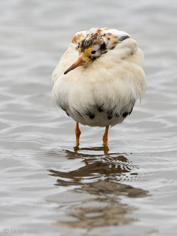 Ruff - Kemphaan - Philomachus pugnax