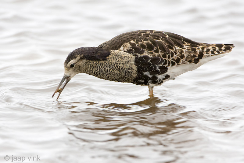 Ruff - Kemphaan - Philomachus pugnax