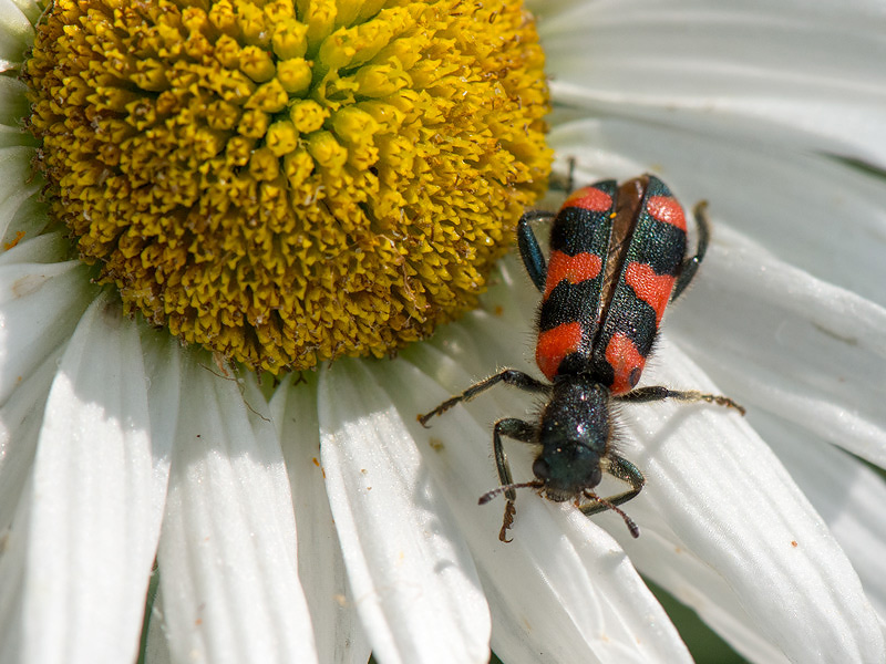 Trichodes beetle - Mierkever - Trichodes spec.
