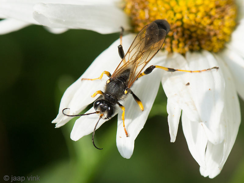 Mud Dauber Wasp - Langsteelgraafwesp - Sceliphron destillatorium
