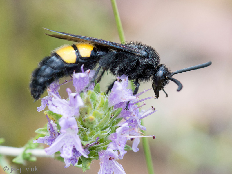 Scoliid Wasp - Dolkwesp - Scolia hirta