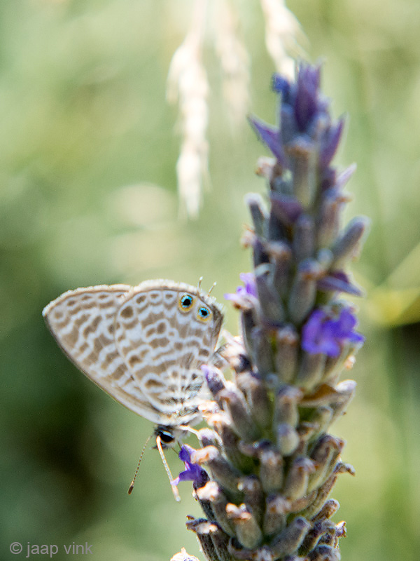 Langs Short-tailed Blue - Klein Tijgerblauwtje - Leptotes pirithous