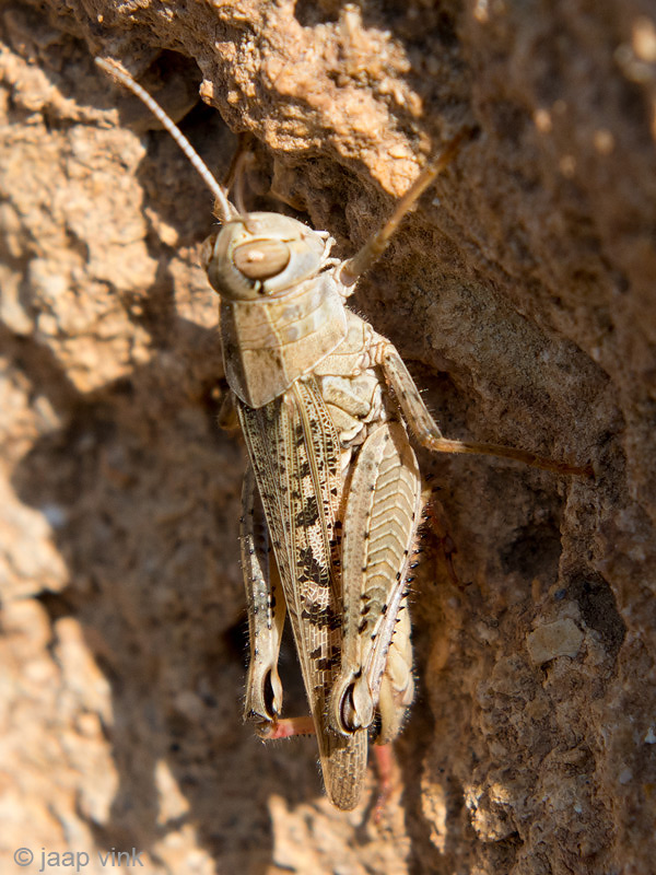 Short-horned Grasshopper - Veldsprinkhaan - Calliptamus spec.