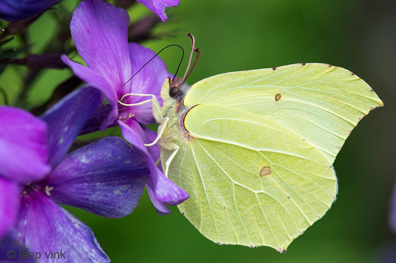 Brimstone - Citroenvlinder - Gonepteryx rhamni