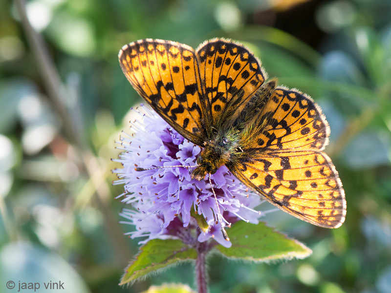 Small Pearl-bordered Fritillary - Zilveren Maan - Boloria selene