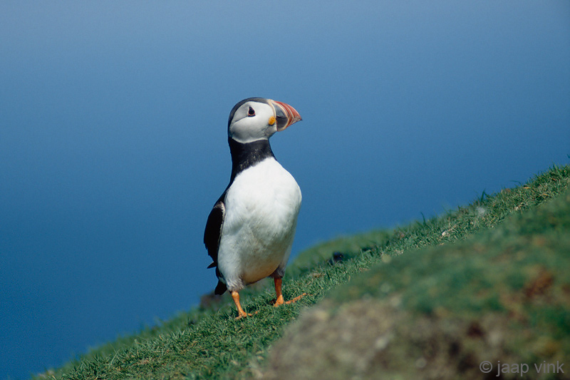 Atlantic Puffin - Papegaaiduiker - Fratercula arctica