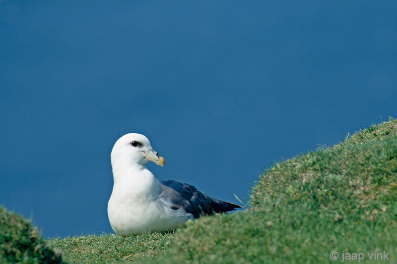 Northern Fulmar - Noordse Stormvogel - Fulmarus glacialis
