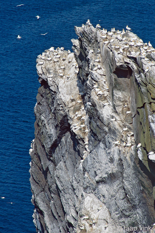 Northern Gannet - Jan-van-Gent - Morus bassanus