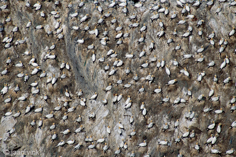 Northern Gannet - Jan-van-Gent - Morus bassanus