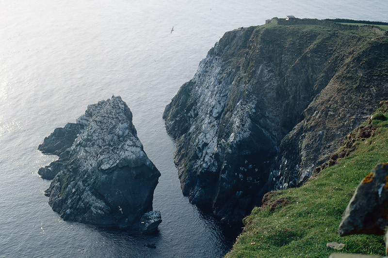 Seabird colony at Sumburgh Head- Zeevogelkolonie bij Sumburgh Head