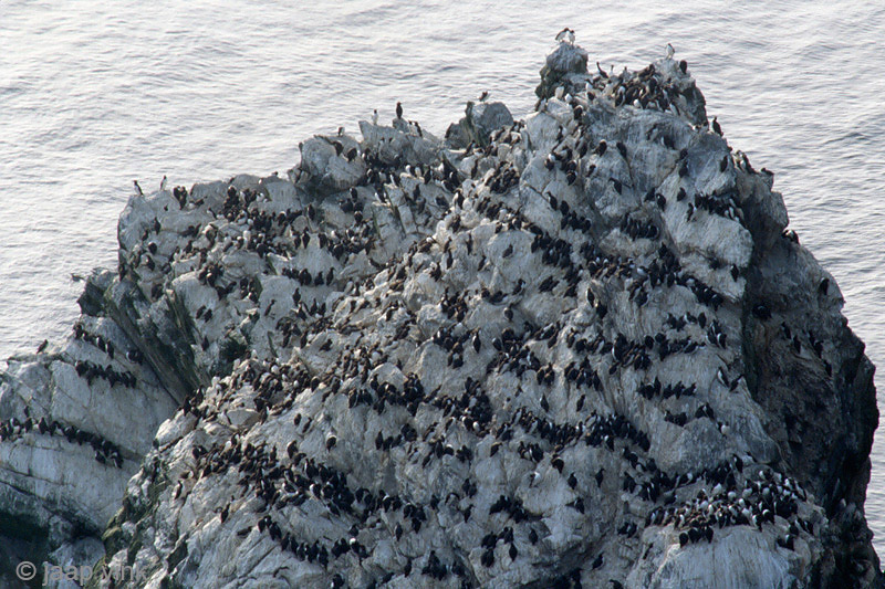 Seabird colony at Sumburgh Head- Zeevogelkolonie bij Sumburgh Head