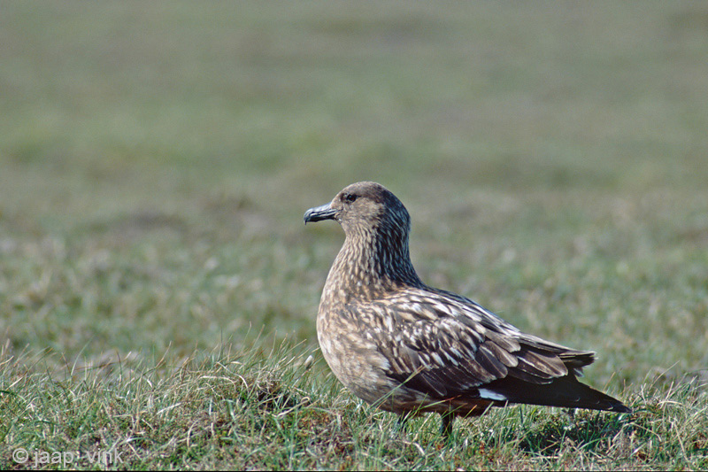 Great Skua - Grote Jager - Stercorarius skua