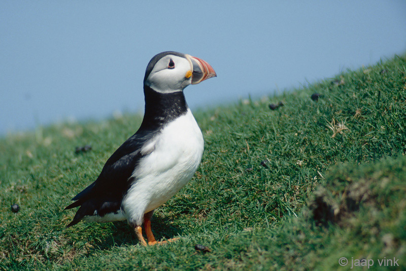 Atlantic Puffin - Papegaaiduiker - Fratercula arctica