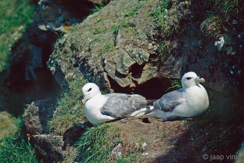 Northern Fulmar - Noordse Stormvogel - Fulmarus glacialis