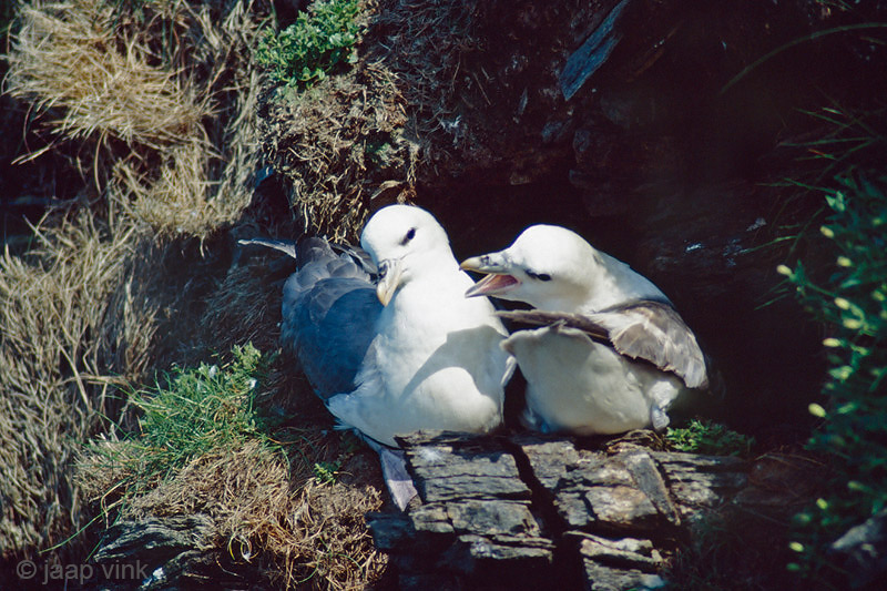Northern Fulmar - Noordse Stormvogel - Fulmarus glacialis