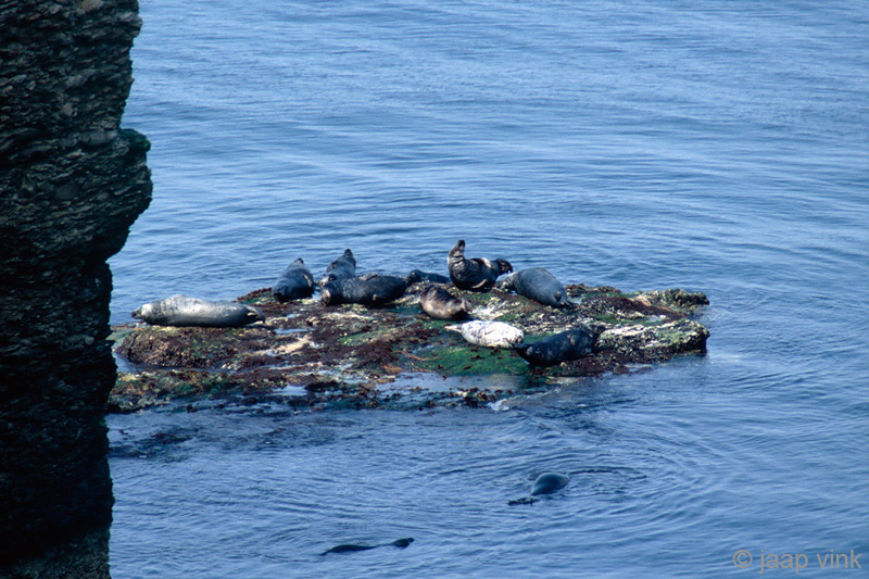 Seals - Zeehonden