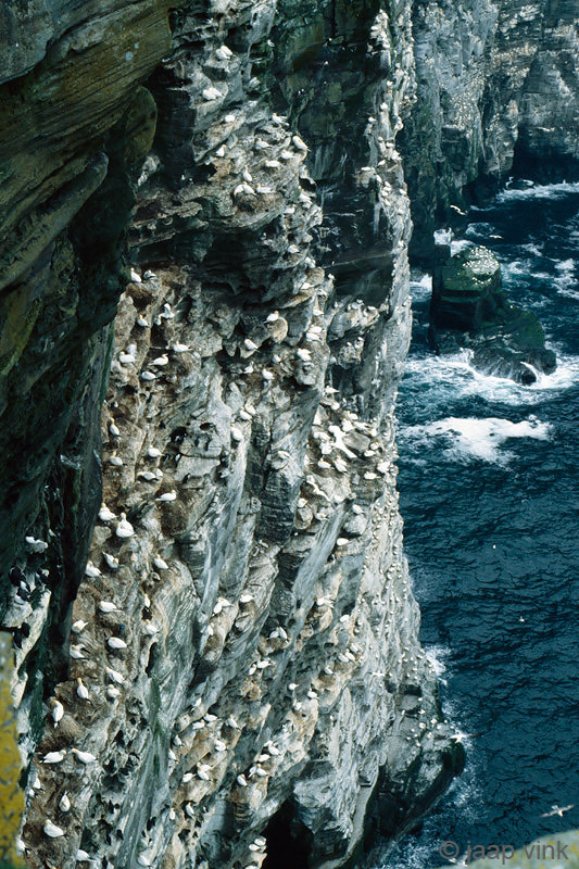 Northern Gannet - Jan-van-Gent - Morus bassanus