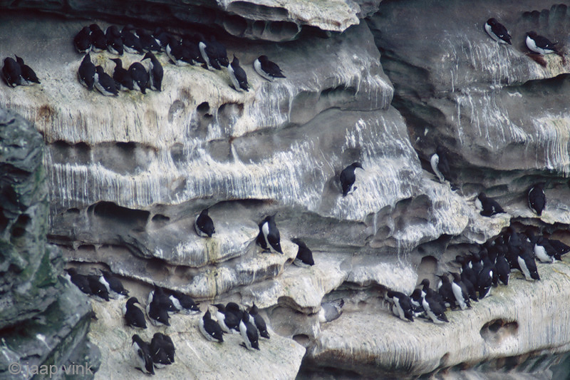 Guillemot - Zeekoet - Uria aalge