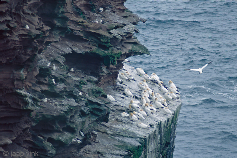 Northern Gannet - Jan-van-Gent - Morus bassanus