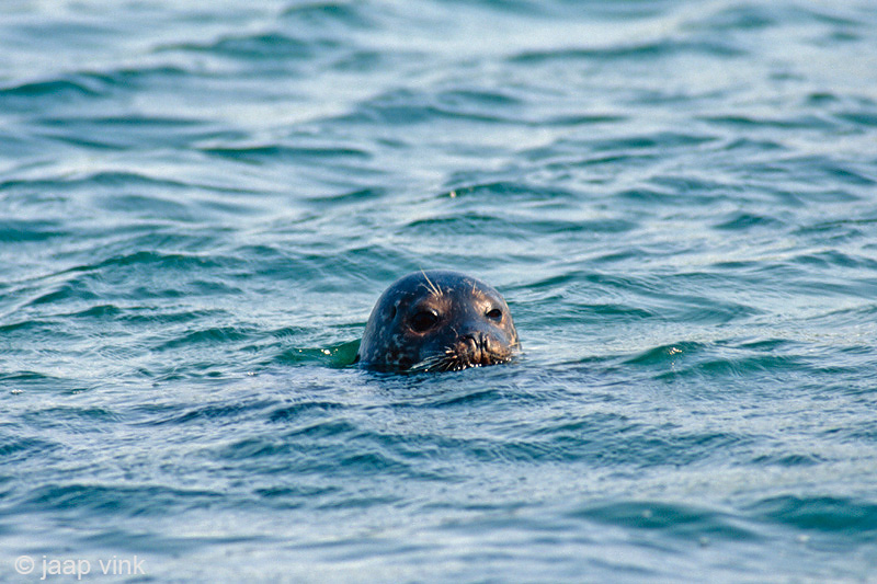 Harbour Seal - Gewone Zeehond - Phoca vitulina