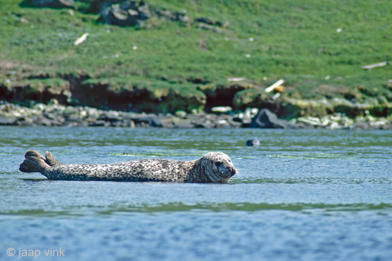 Harbour Seal - Gewone Zeehond - Phoca vitulina