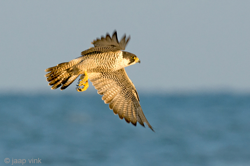 Peregrine - Slechtvalk - Falco peregrinus