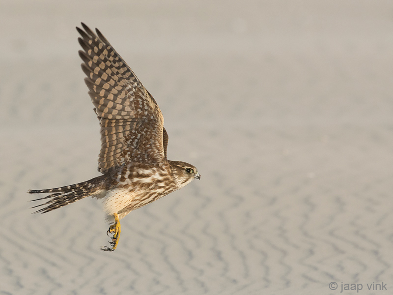 Merlin - Smelleken - Falco columbarius