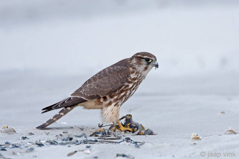 Merlin - Smelleken - Falco columbarius