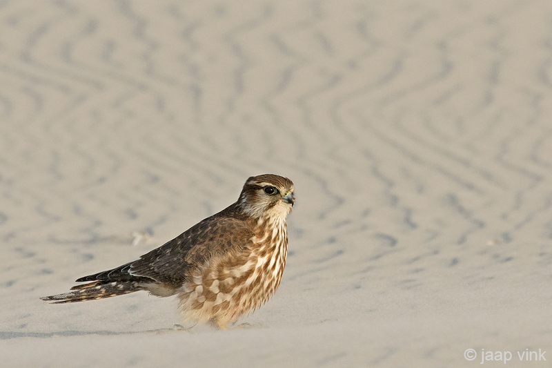Merlin - Smelleken - Falco columbarius
