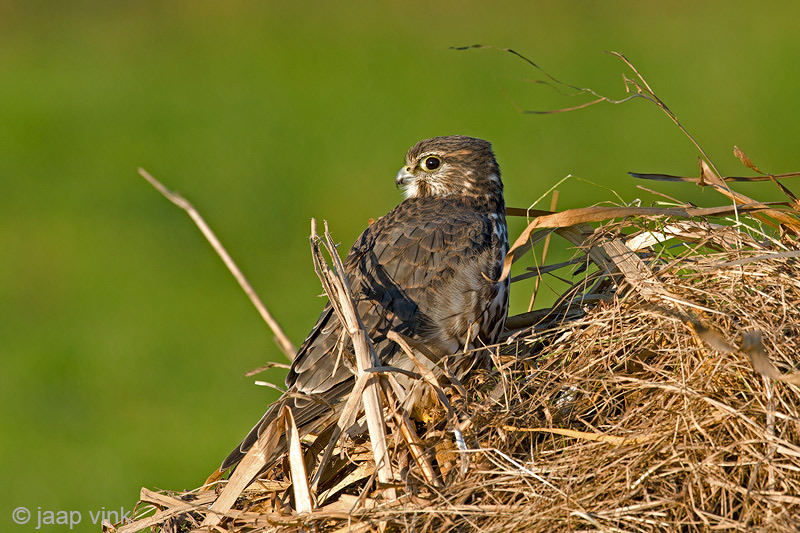 Merlin - Smelleken - Falco columbarius