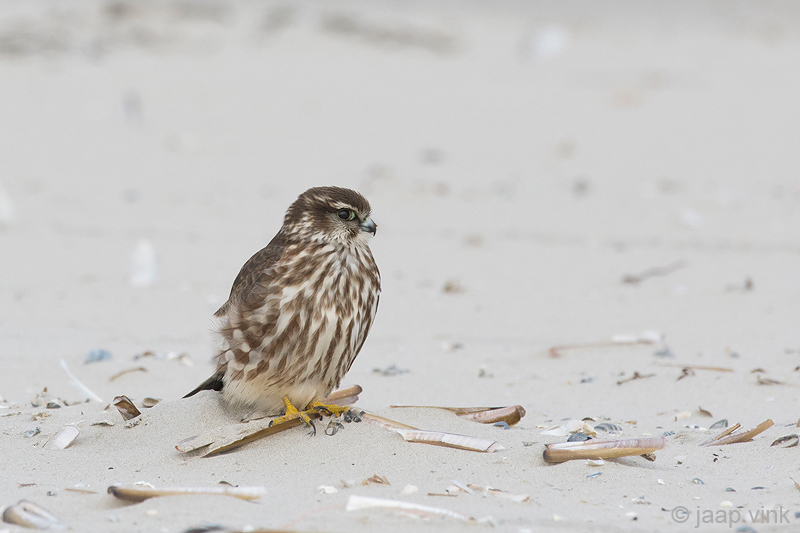 Merlin - Smelleken - Falco columbarius