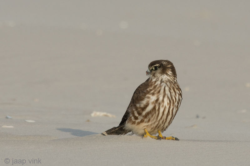 Merlin - Smelleken - Falco columbarius