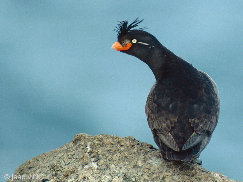 Crested Auklet - Kuifalk - Aethia cristatella
