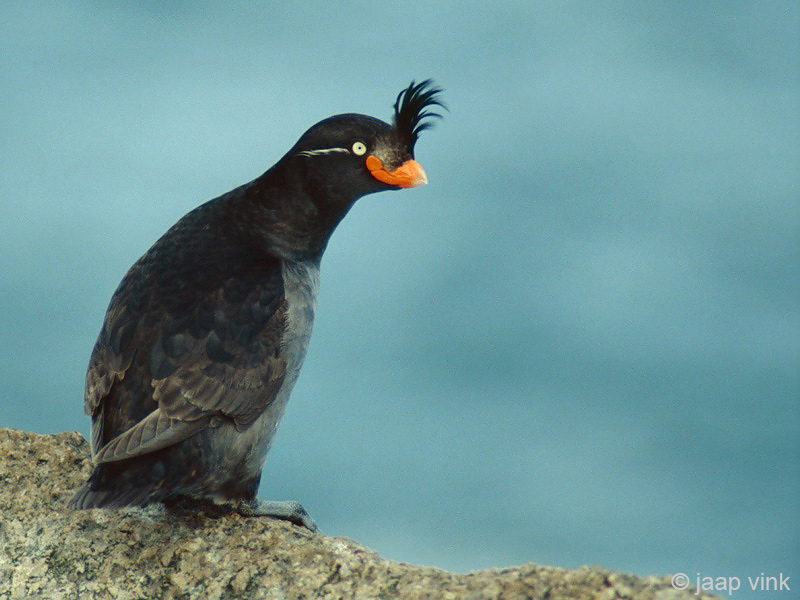 Crested Auklet - Kuifalk - Aethia cristatella