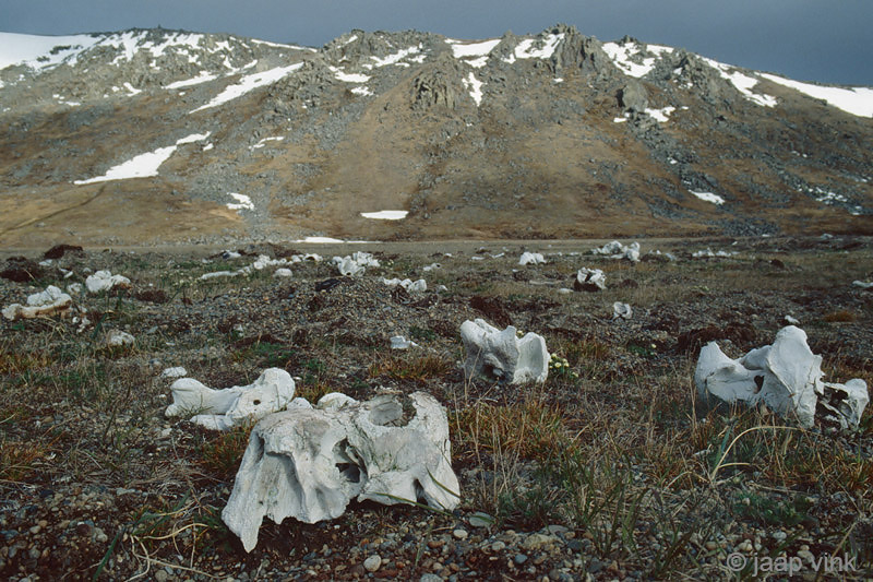 Walrus skulls - Walrus schedels