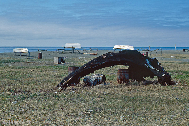 Bowhead whale remains - Groenlandse walvis overblijfselen