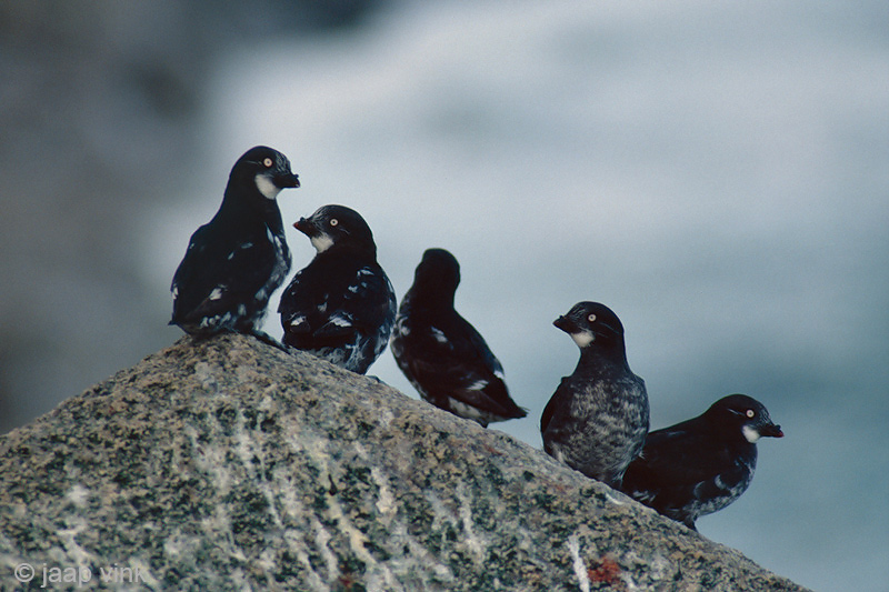 Least Auklet - Dwergalk - Aethia pusilla