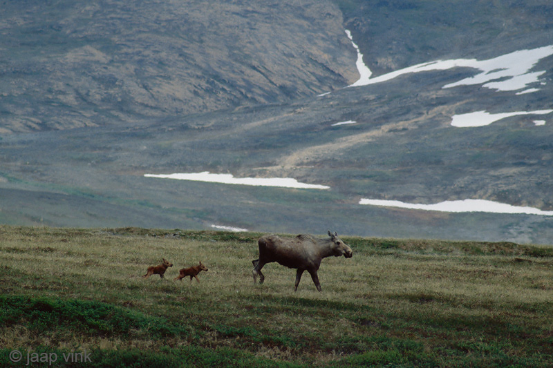 Moose - Eland - Alces alces