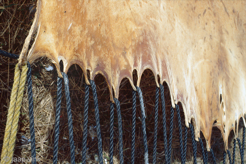 Preparing Walrus hides - Bewerken van Walrushuiden