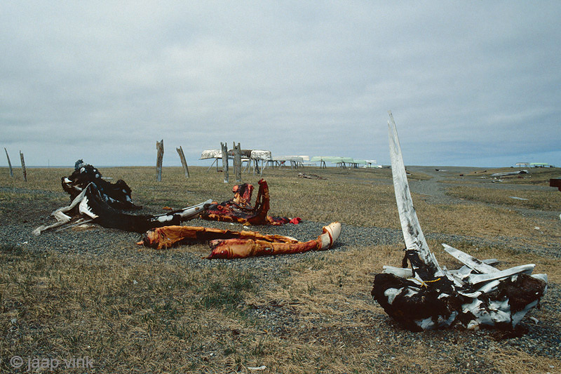 Bowhead whale remains - Groenlandse walvis overblijfselen