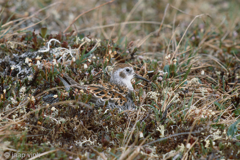 Rock Sandpiper - Beringstrandloper - Calidris ptilocnemis