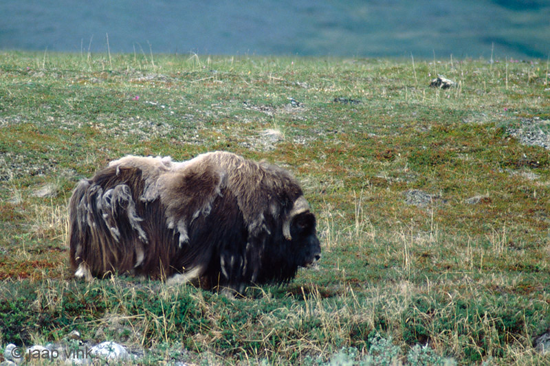 Musk Ox - Muskusos - Ovibos moschatus