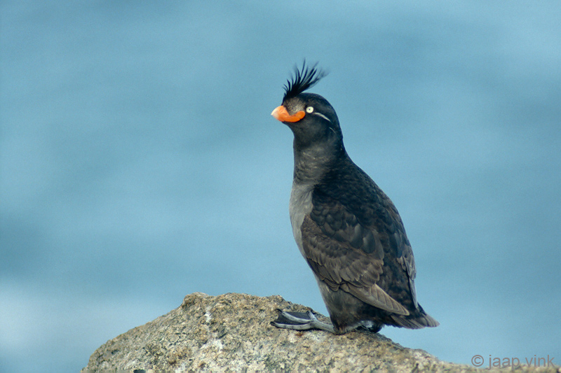 Crested Auklet - Kuifalk - Aethia cristatella