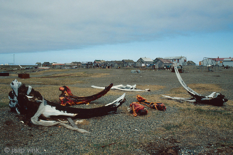 Bowhead whale remains - Groenlandse walvis overblijfselen